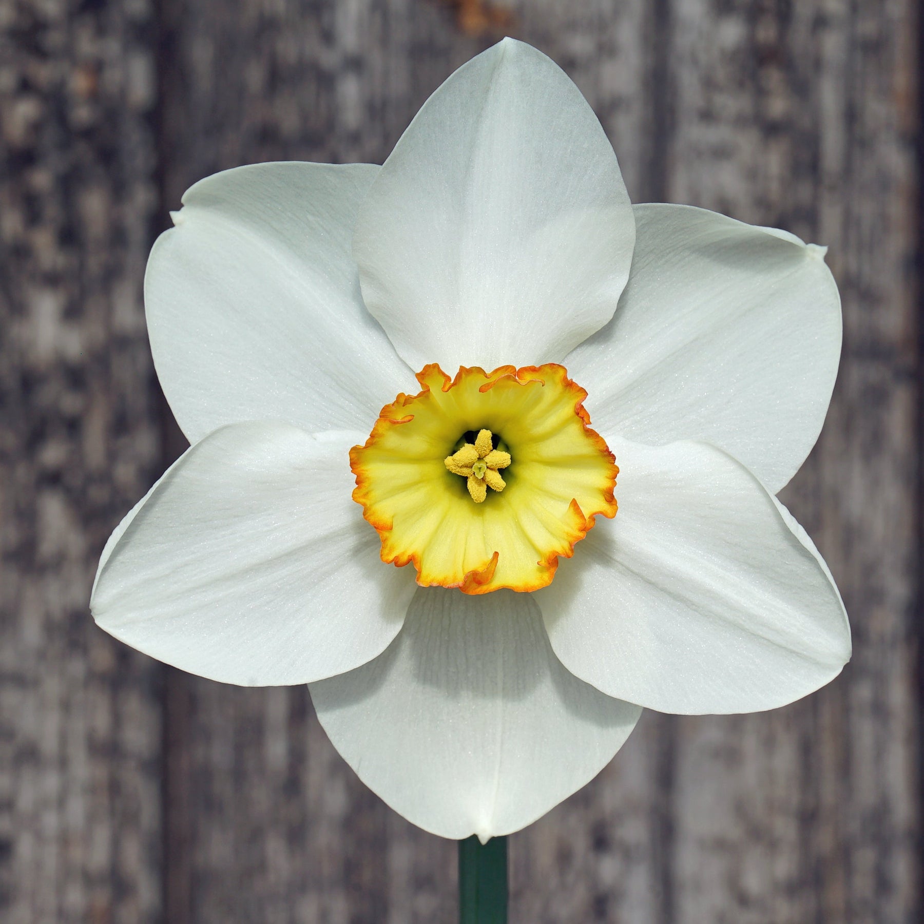 Nowyouseeme - Special Narcissus - Fluwel