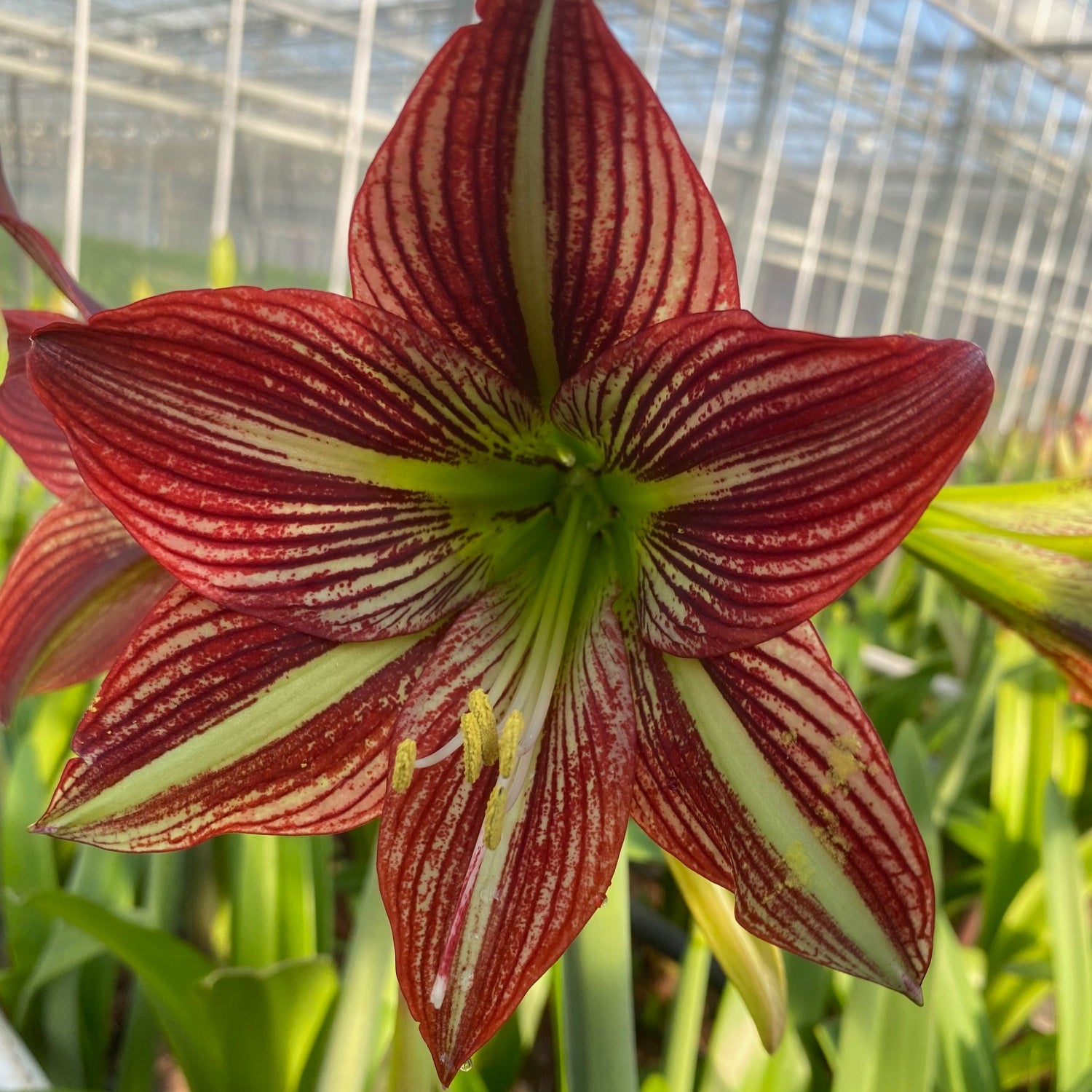 Nr. 00114 - N - Special Amaryllis - Fluwel