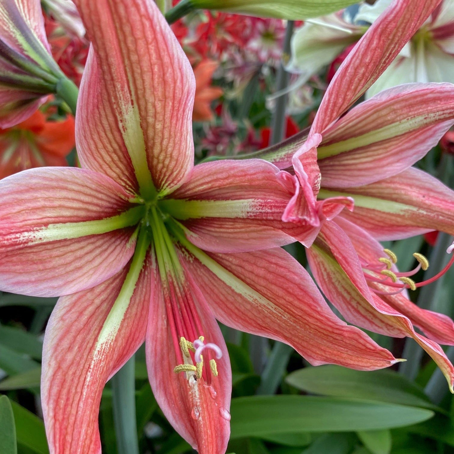 Nr. 97250 - B - Special Amaryllis - Fluwel