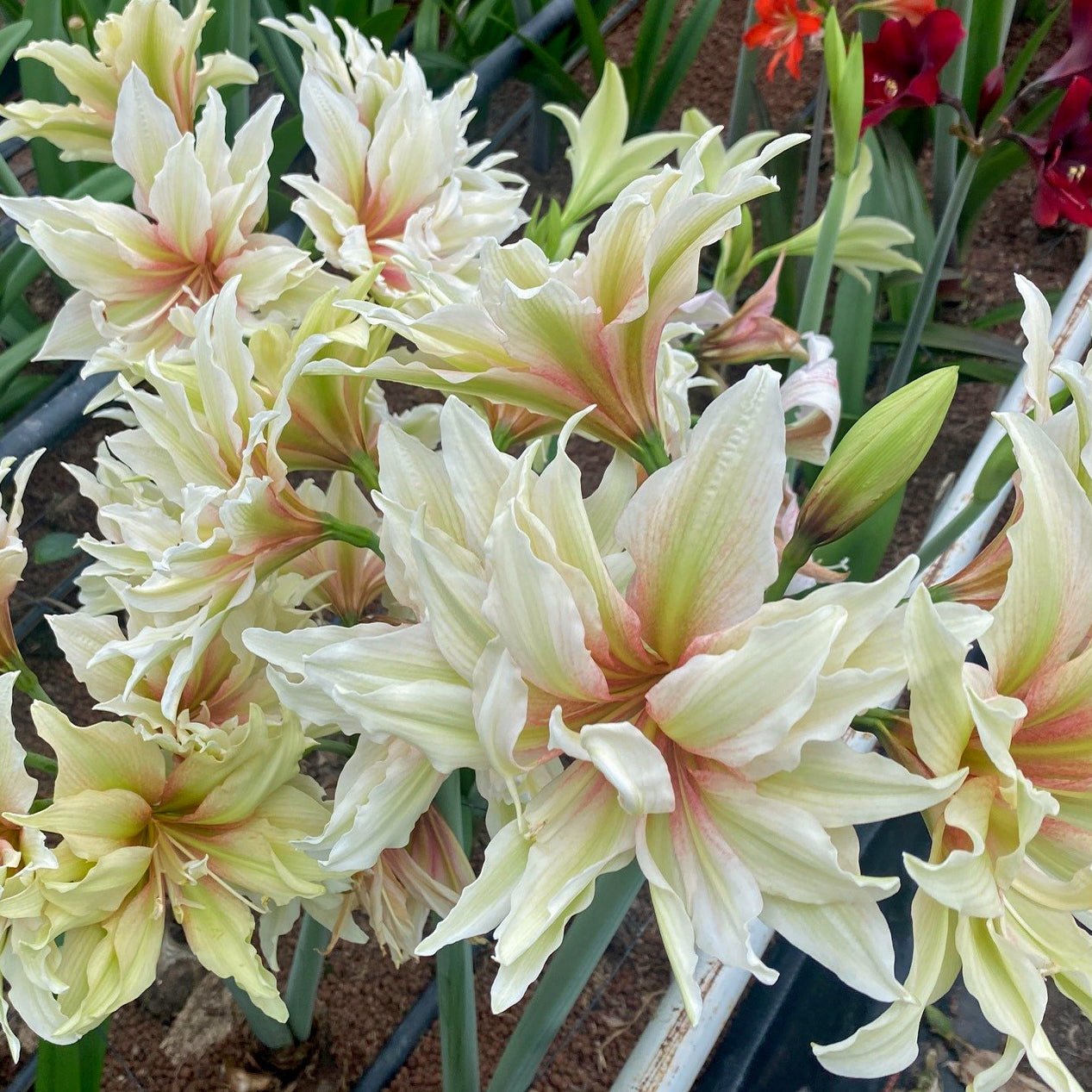 Nr. 99191 - L - Special Amaryllis - Fluwel