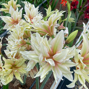 Nr. 99191 - L - Special Amaryllis - Fluwel