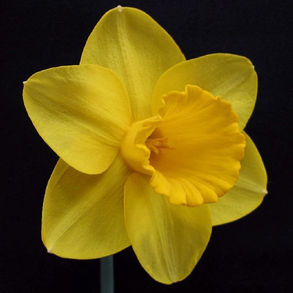 Ombersley - gele Trumpet narcis - Fluwel
