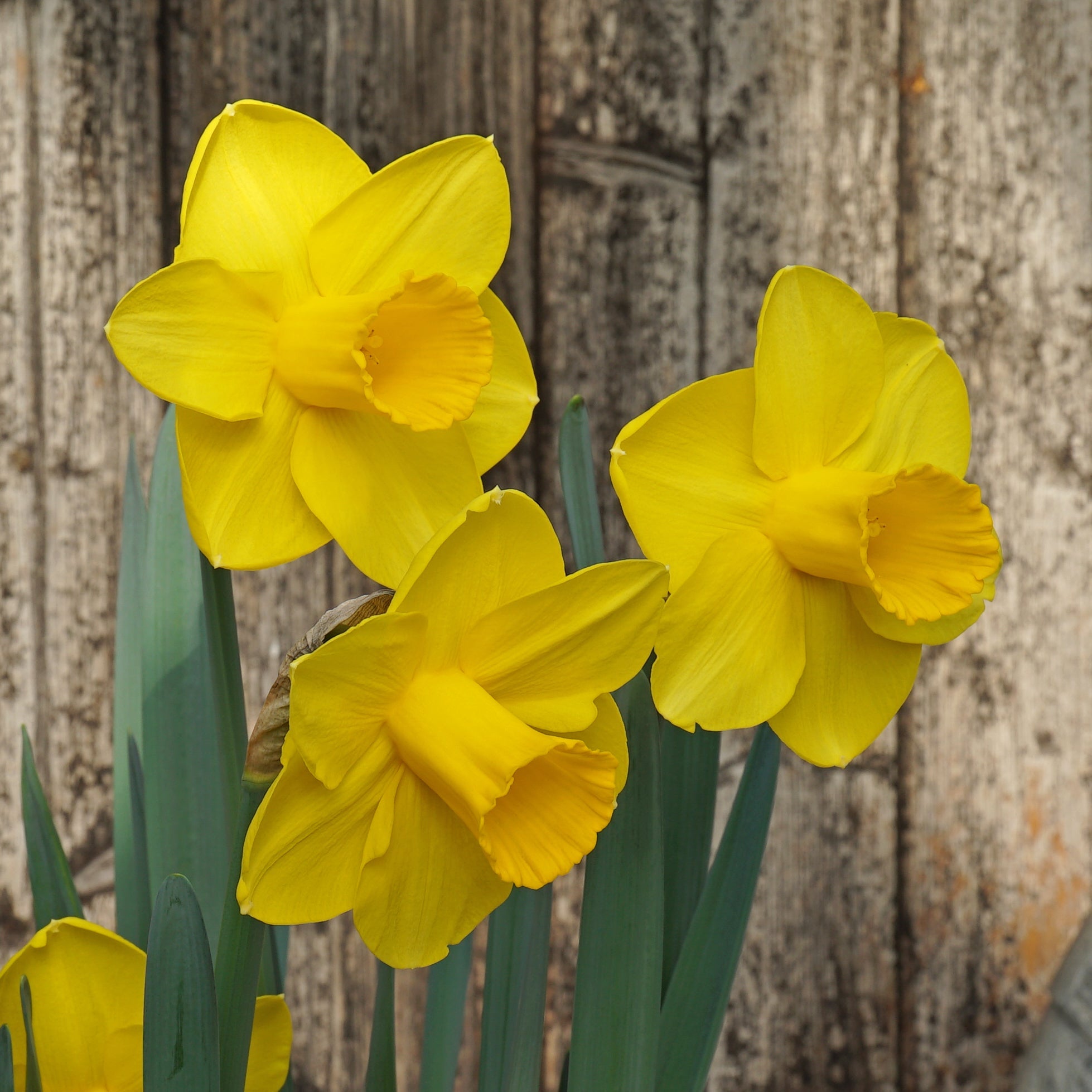 Ombersley - Special Narcissus - Fluwel