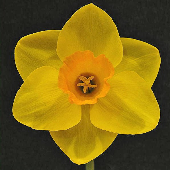 Online - Special Narcissus - Fluwel