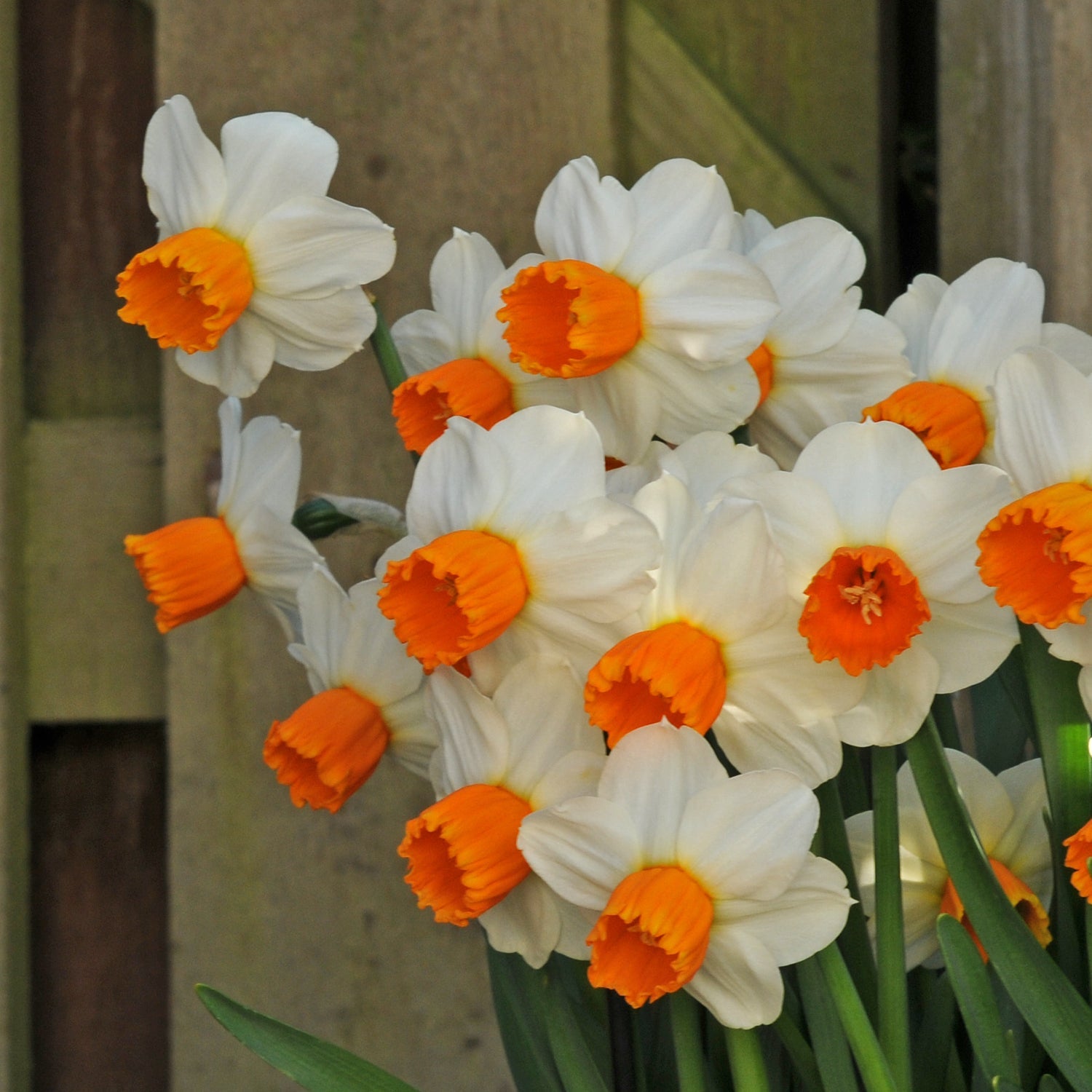 Orange Comet - Special Narcissus - Fluwel