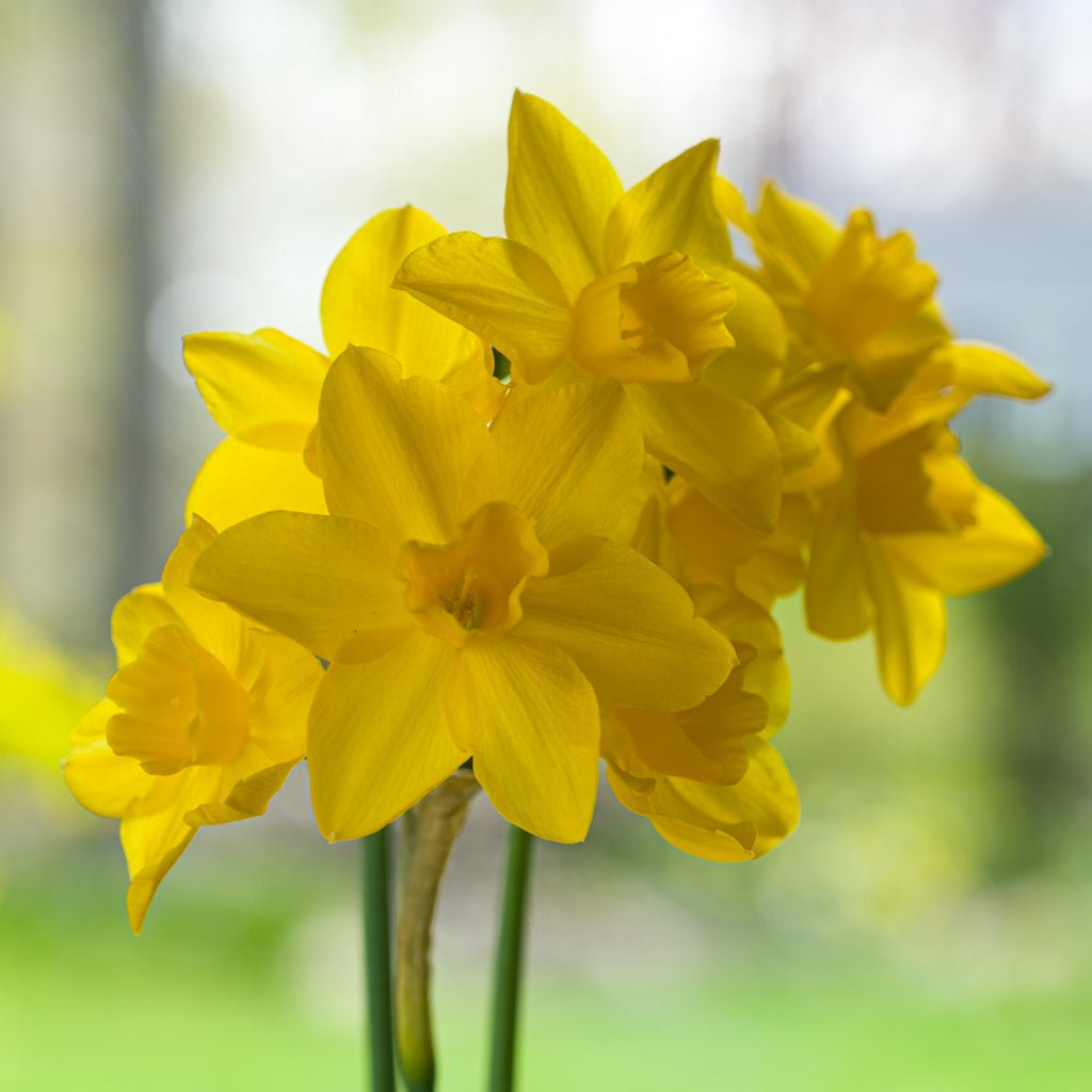 Orange Queen - Narcissus - Fluwel