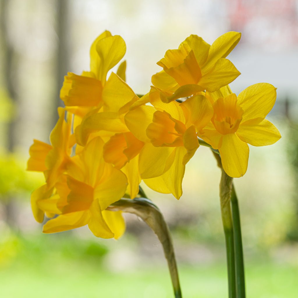 Orange Queen - gele Jonquilla narcis - Fluwel
