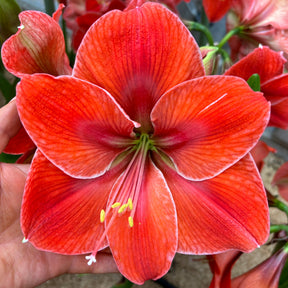 Orange with white picotee - Special Amaryllis - Fluwel