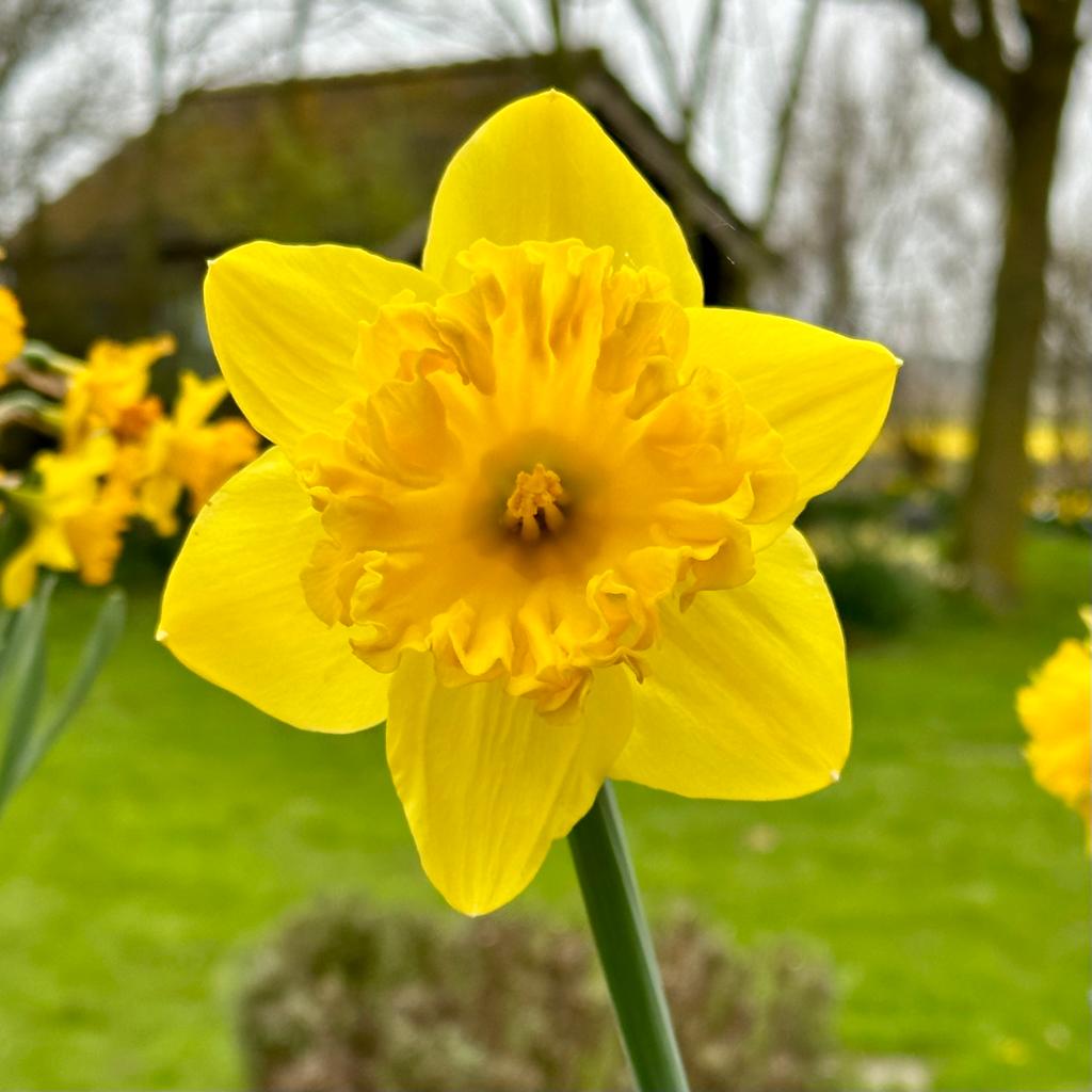 Over the Top - Narcissus - Fluwel