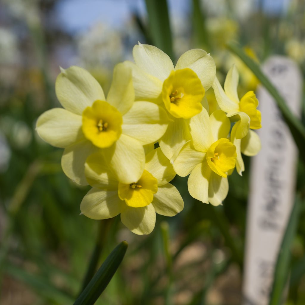 Pacific Coast - gele Tazetta narcis - Fluwel