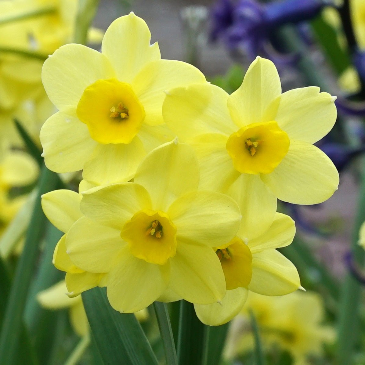Pacific Coast - Narcissus - Fluwel