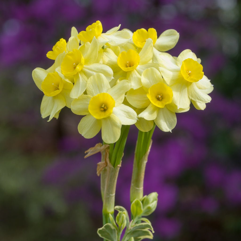 Pacific Coast - Narcissus - Fluwel