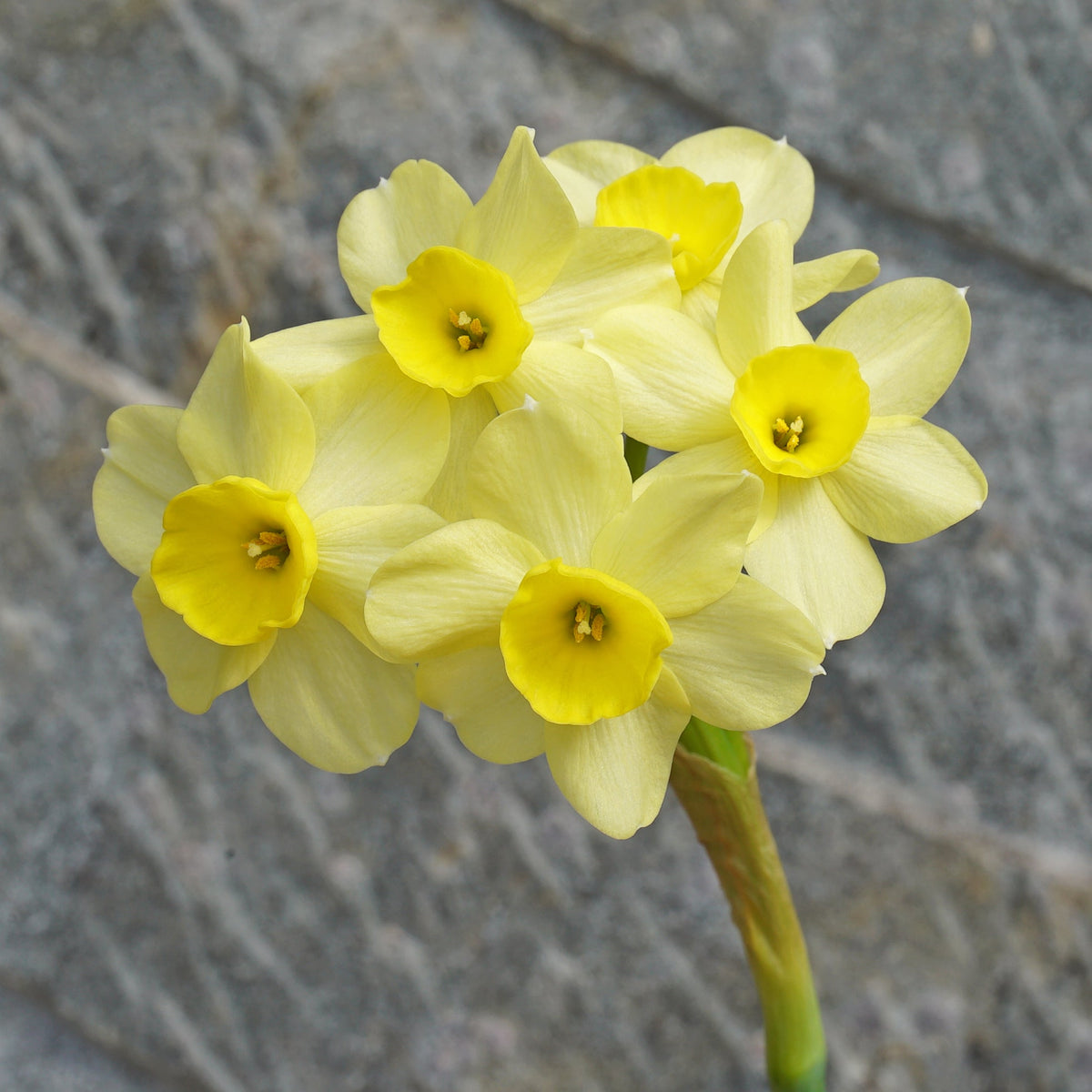 Pacific Coast - gele Tazetta narcis - Fluwel