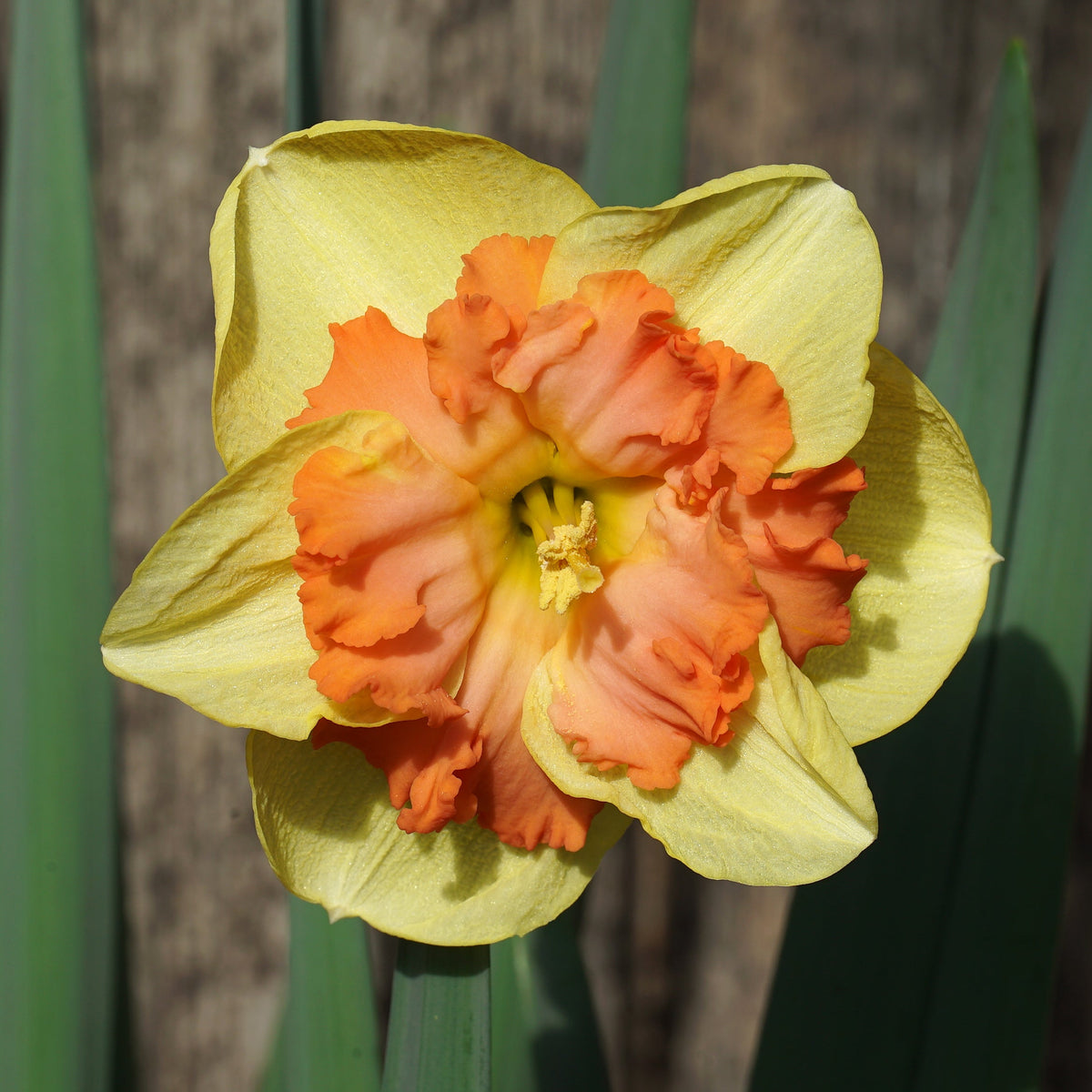 Papaya King - geel-oranje Split-cupped narcis - Fluwel