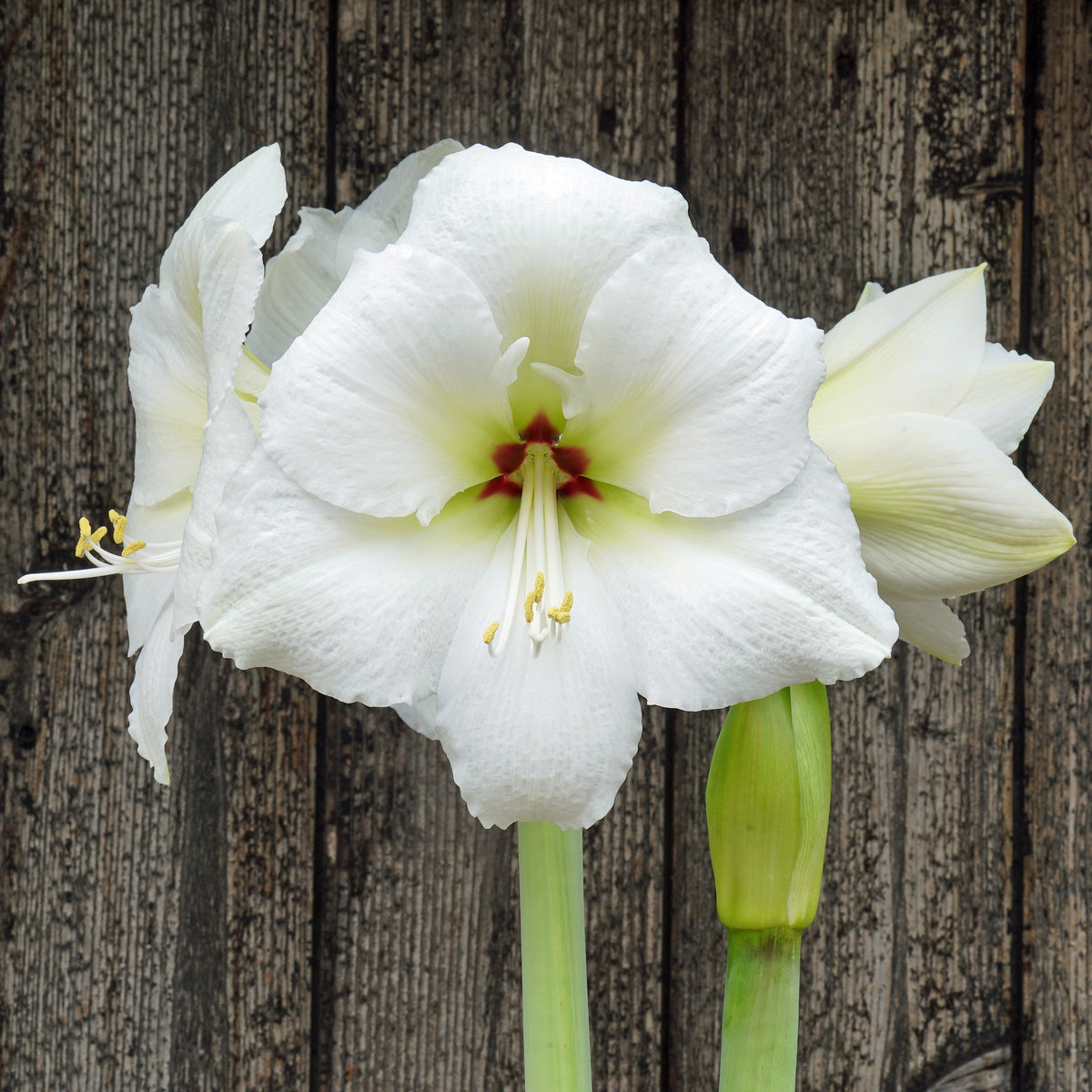 Paradiso - Special Amaryllis - Fluwel