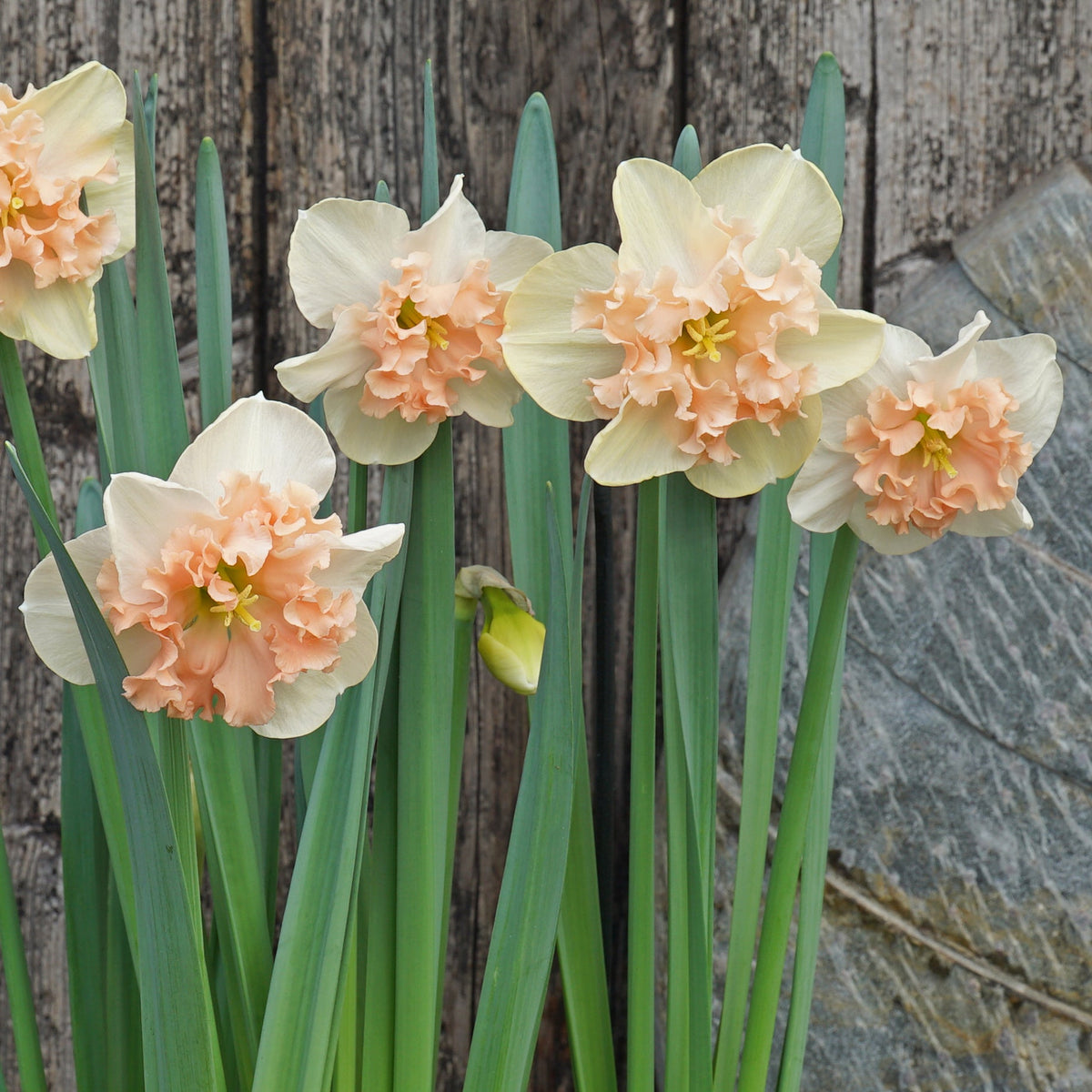 Peach on the Beach - geel-roze Split-cupped narcis - Fluwel