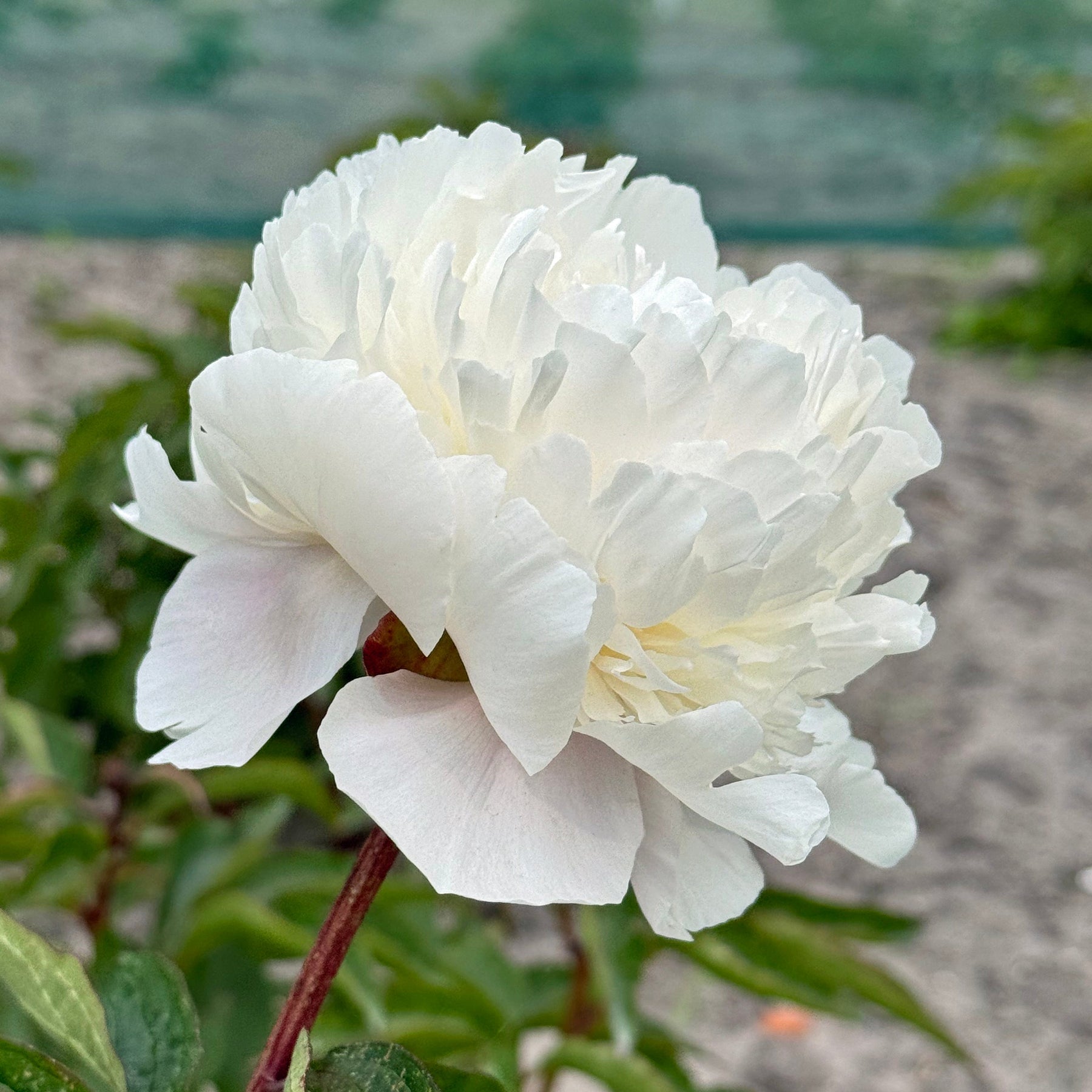 Peony Alertie - Peonies - Fluwel