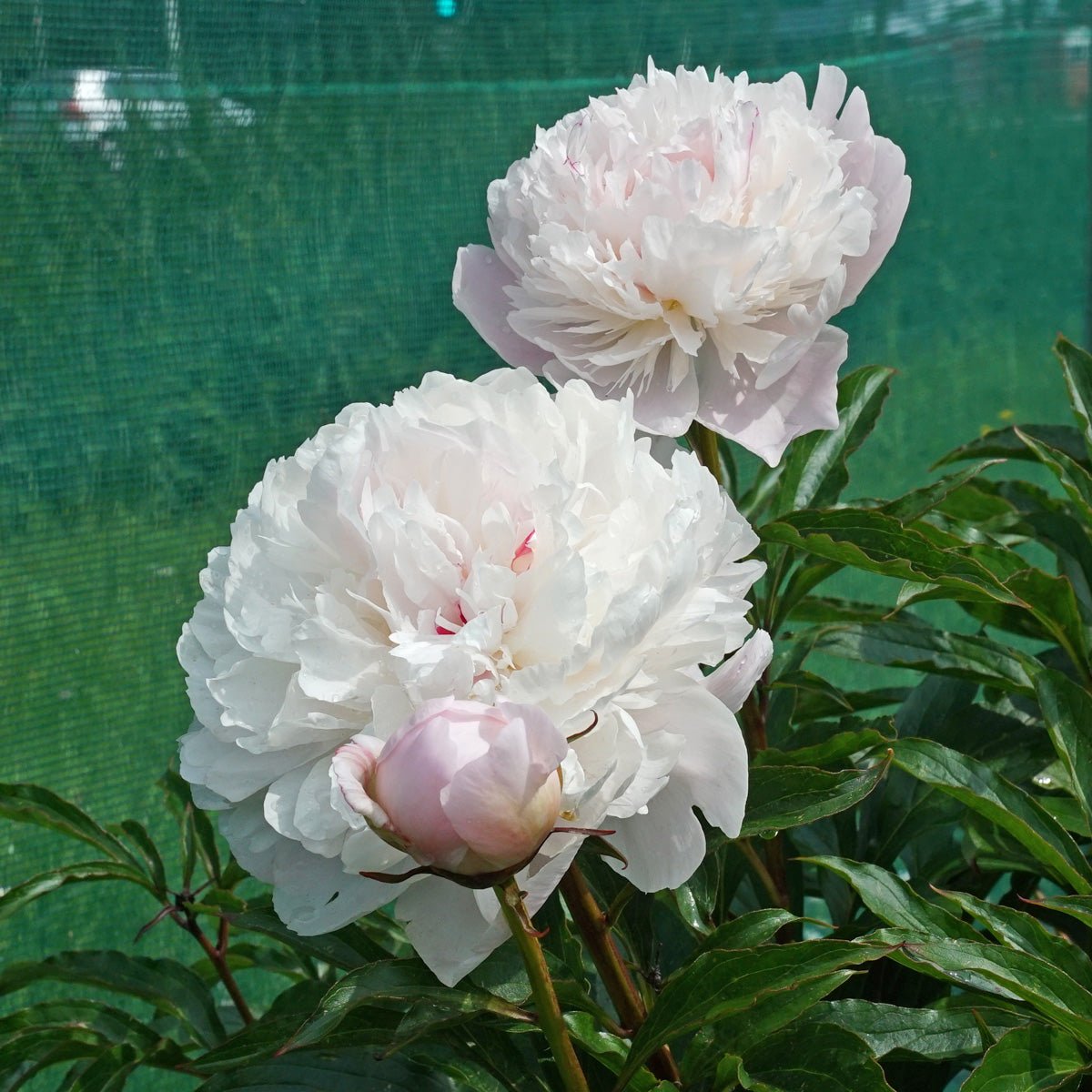 Peony Alertie - Peonies - Fluwel
