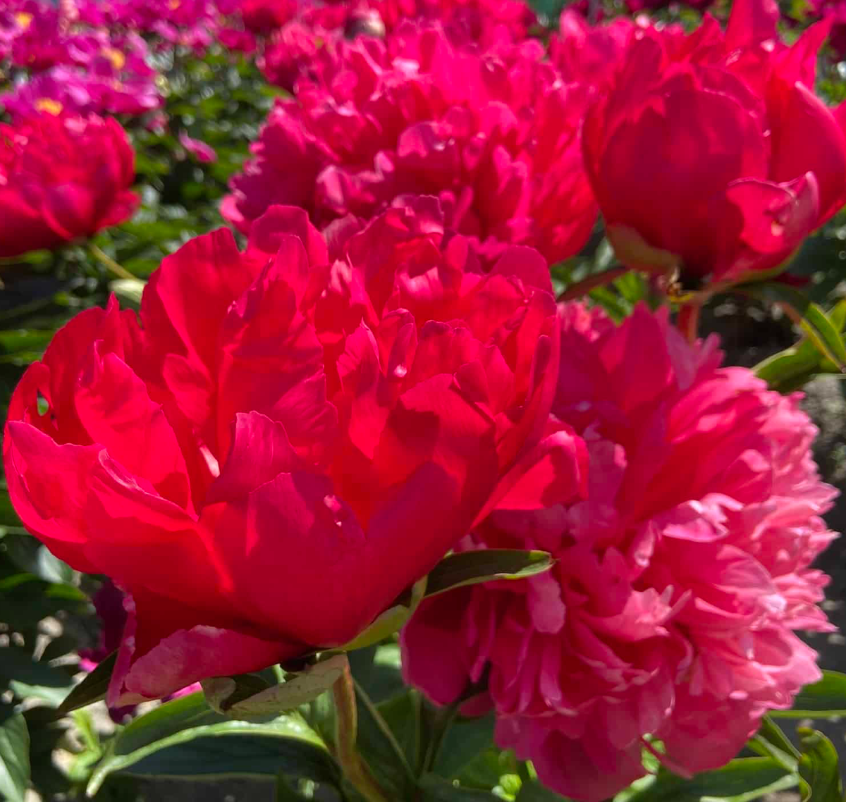Peony Belgravia - Peonies - Fluwel