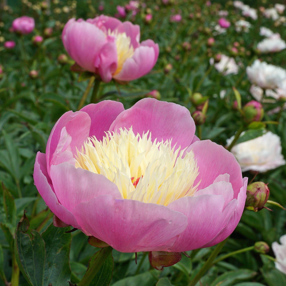 Peony Bowl of Beauty - Peonies - Fluwel