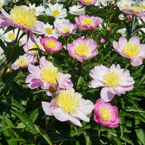 Peony Bowl of Beauty - Peonies - Fluwel
