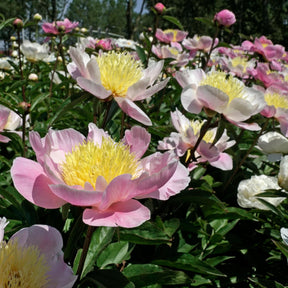 Peony Bowl of Beauty - Peonies - Fluwel