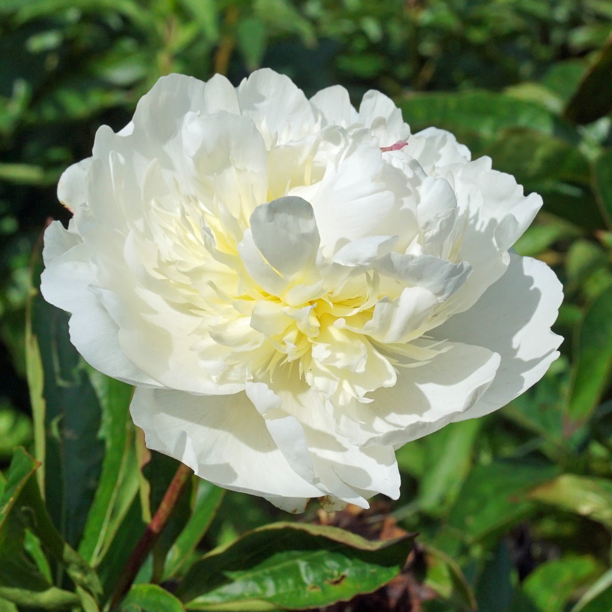 Peony Bridal Grace - Peonies - Fluwel