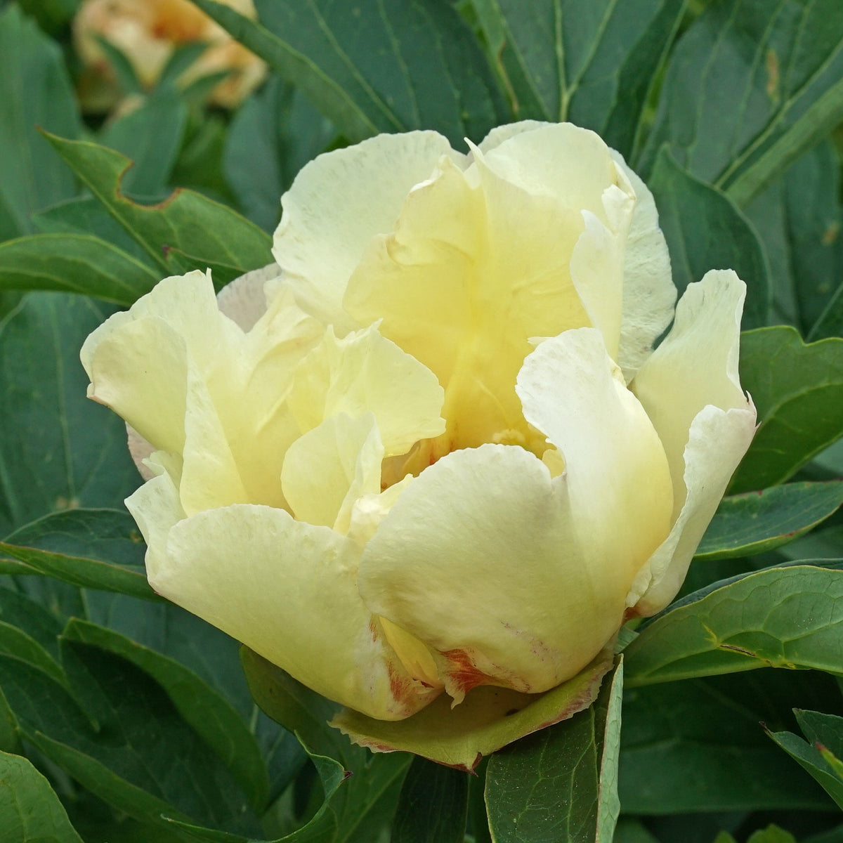 Peony Canary Brilliants (Itoh) - Peonies - Fluwel
