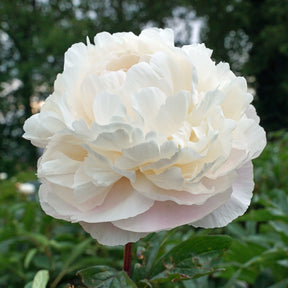 Peony Carl G. Klehm - Peonies - Fluwel