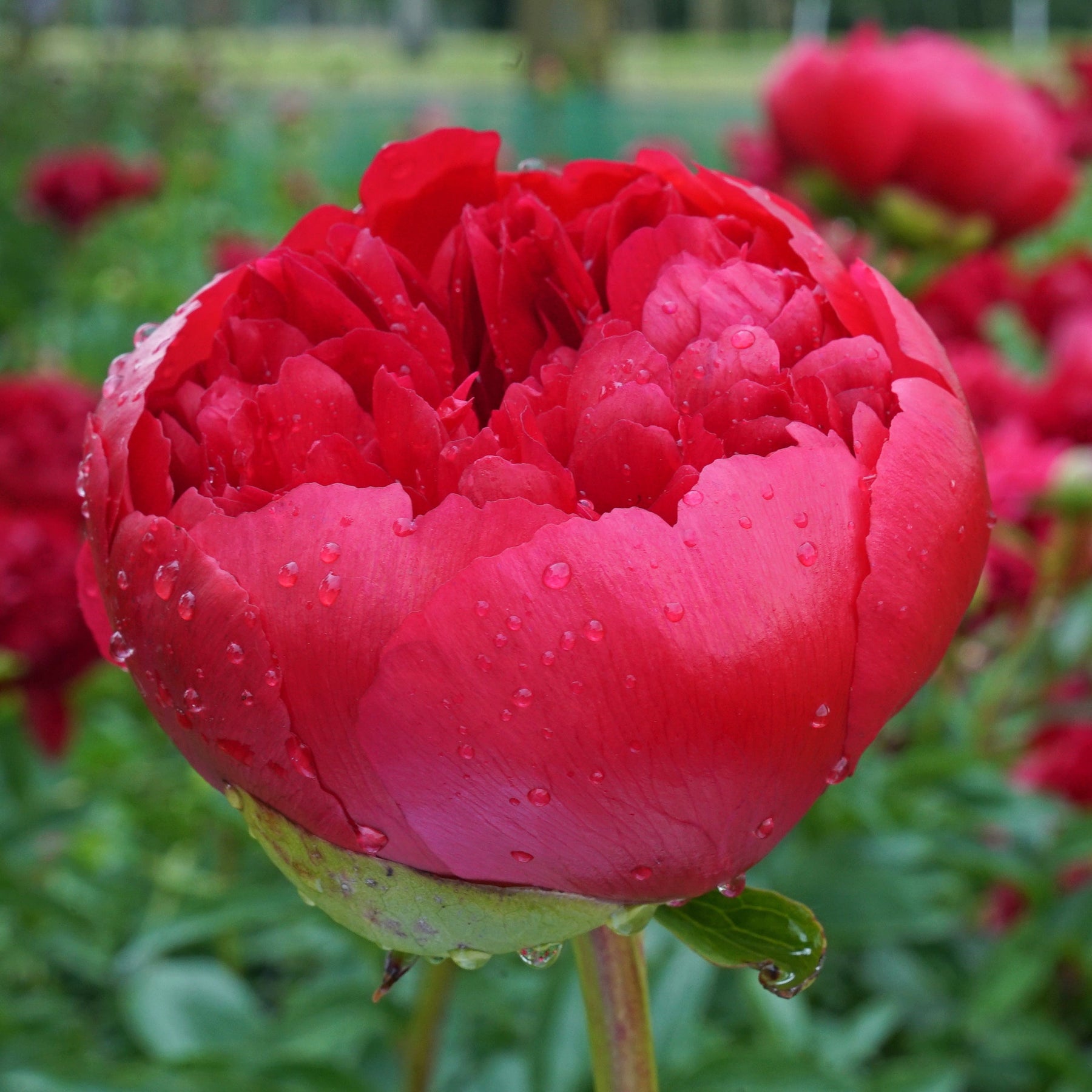 Peony Command Performance - Peonies - Fluwel