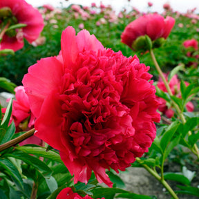 Peony Command Performance - Peonies - Fluwel
