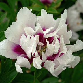 Peony Cora Louise (Itoh) - Peonies - Fluwel