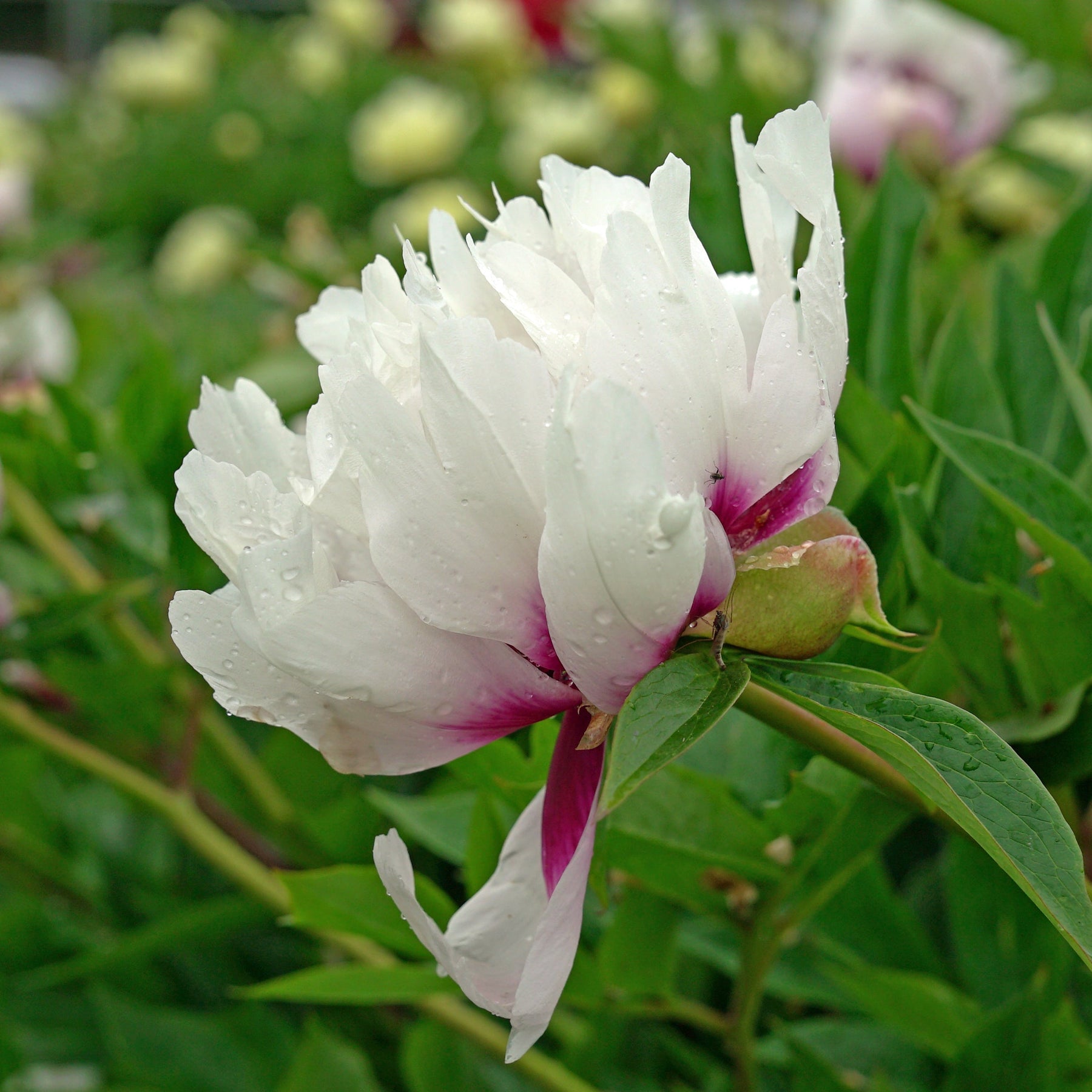 Peony Cora Louise (Itoh) - Peonies - Fluwel