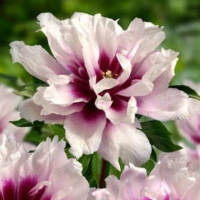 Peony Cora Louise (Itoh) - Peonies - Fluwel
