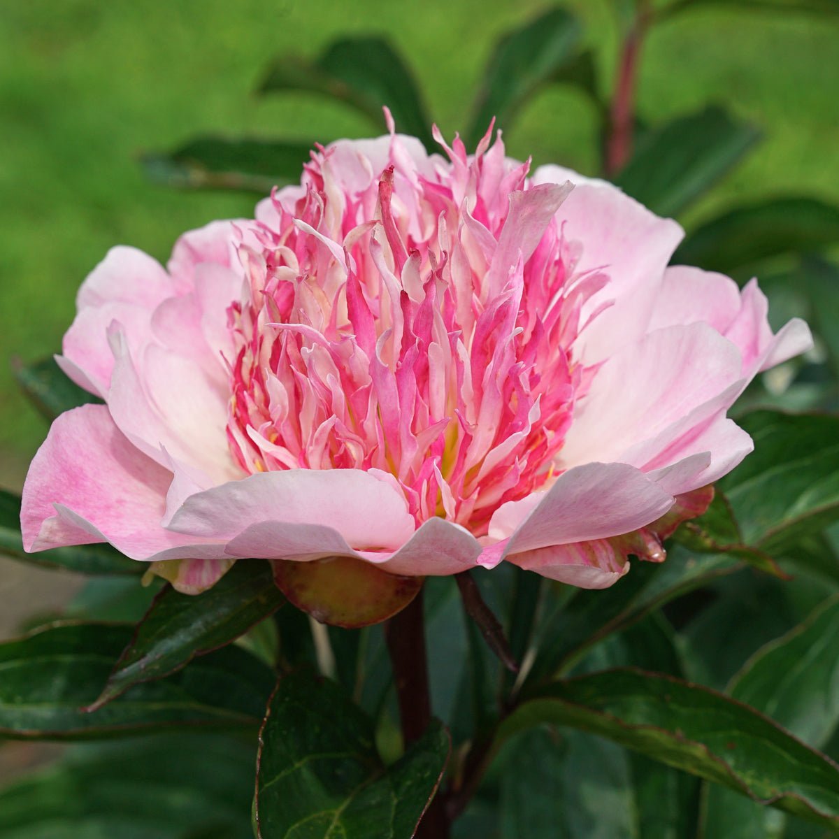 Peony Do Tell - Peonies - Fluwel