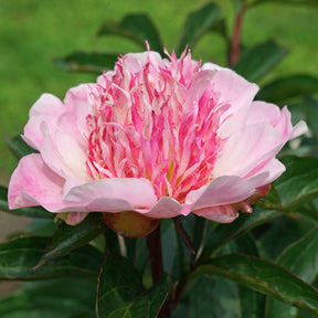 Peony Do Tell - Peonies - Fluwel