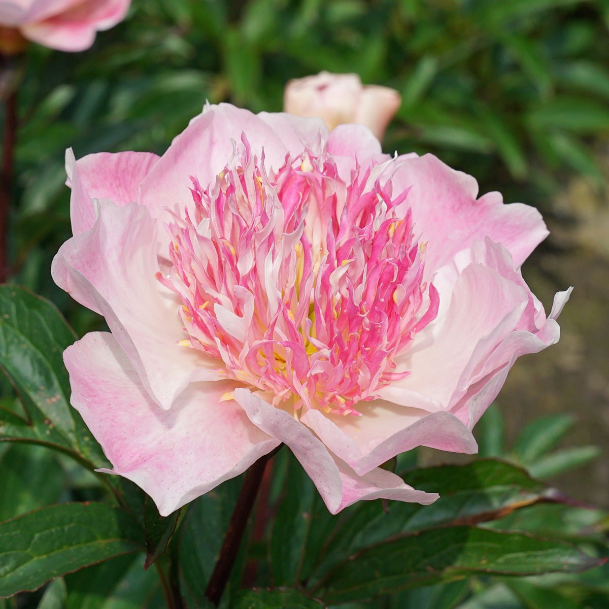 Peony Do Tell - Peonies - Fluwel