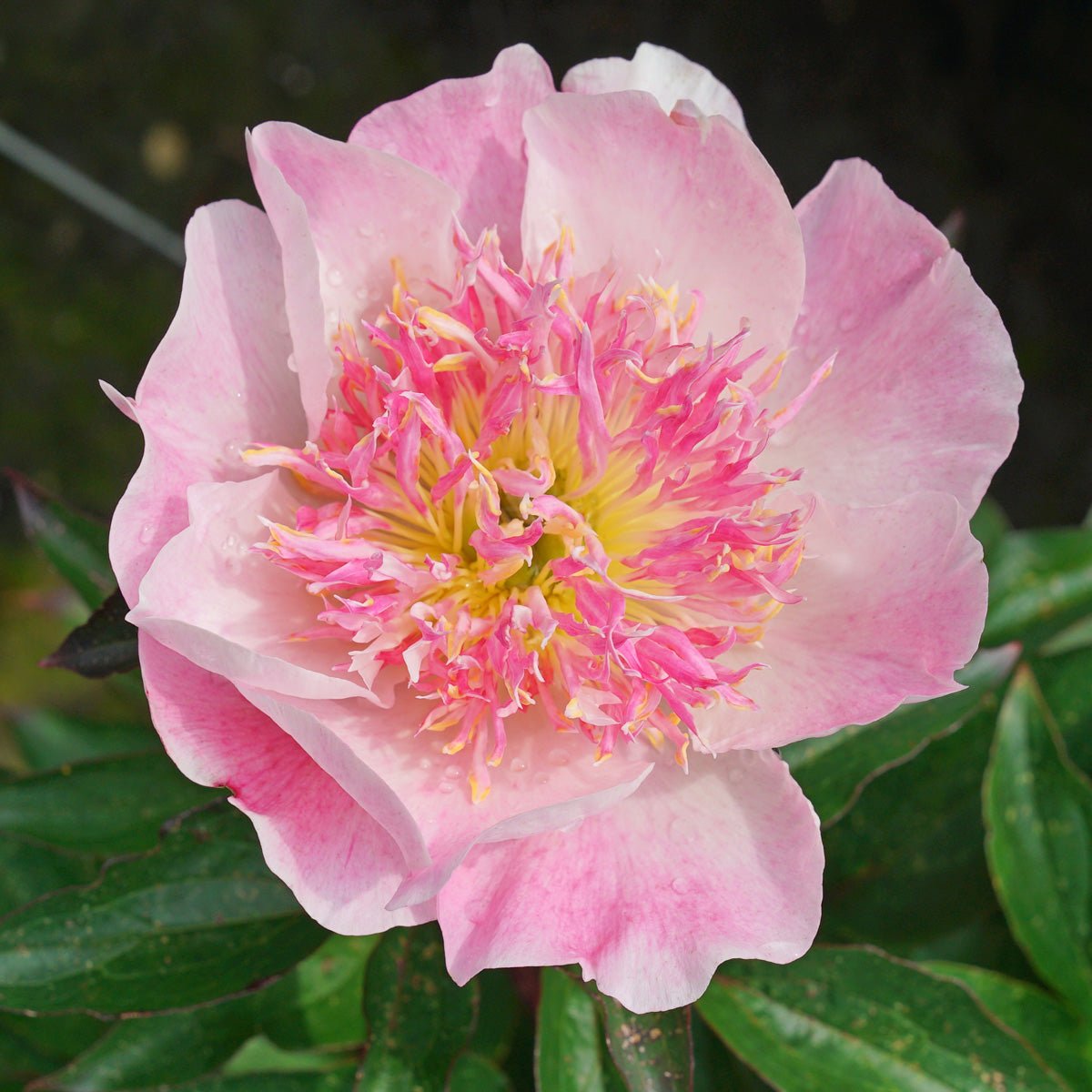Peony Do Tell - roze pioenroos - Fluwel