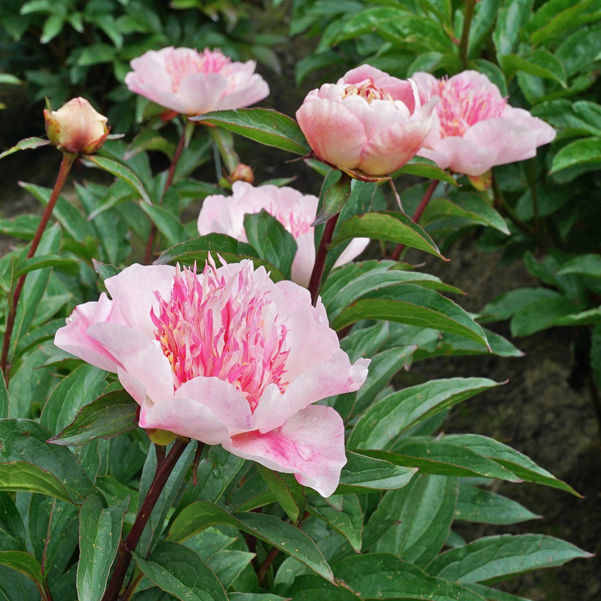 Peony Do Tell - roze pioenroos - Fluwel