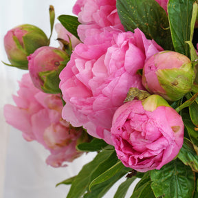 Peony Early Flamingo - Peonies - Fluwel