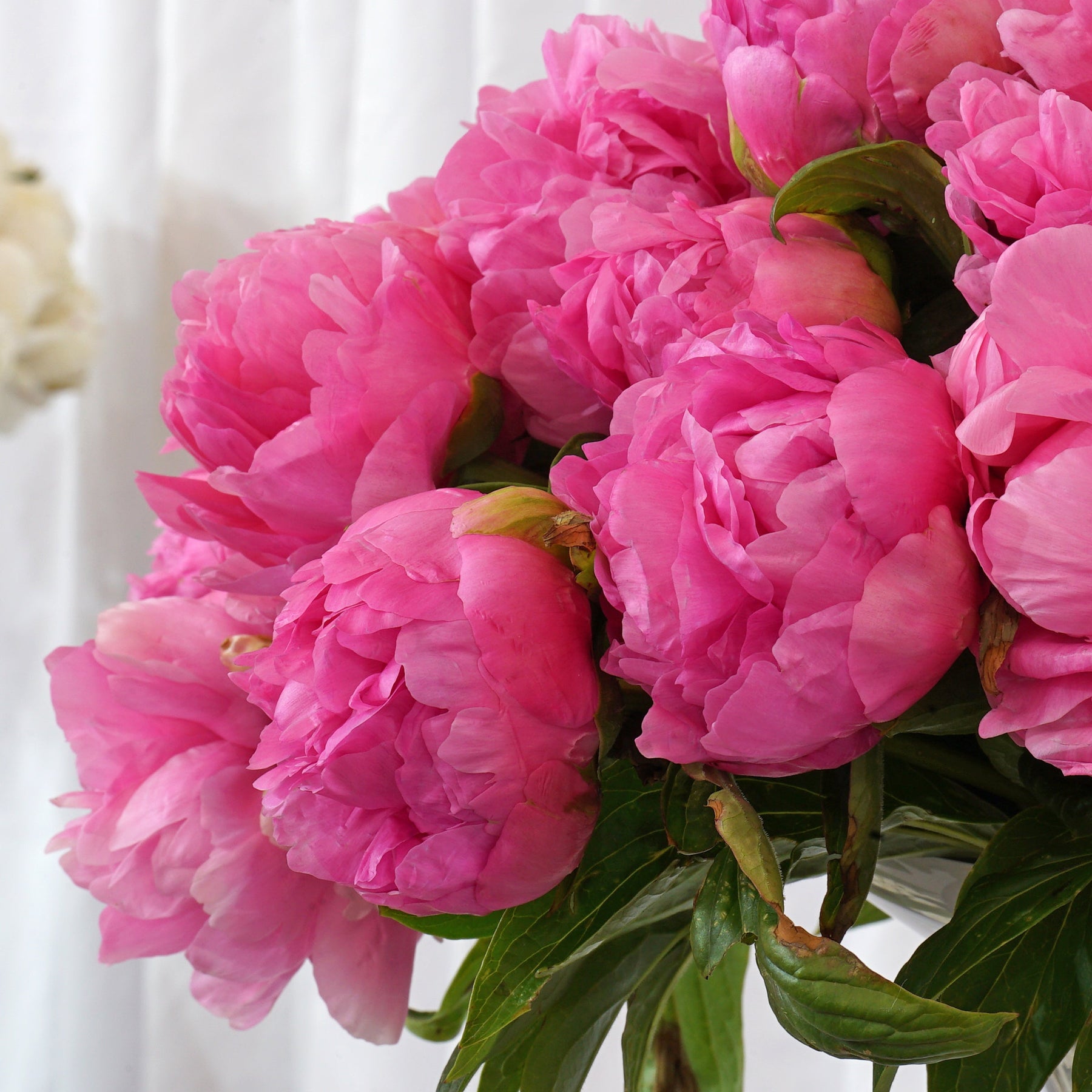 Peony Early Flamingo - Peonies - Fluwel