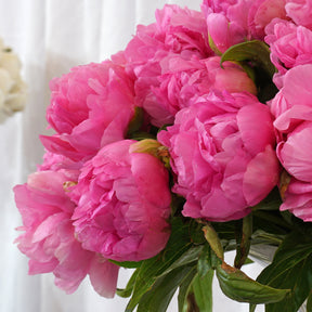Peony Early Flamingo - Peonies - Fluwel
