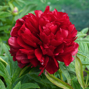 Peony Eliza Lundy - Peonies - Fluwel