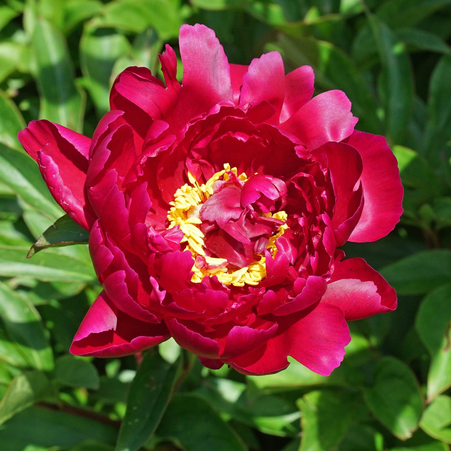 Peony Francoise Ortegat - Peonies - Fluwel
