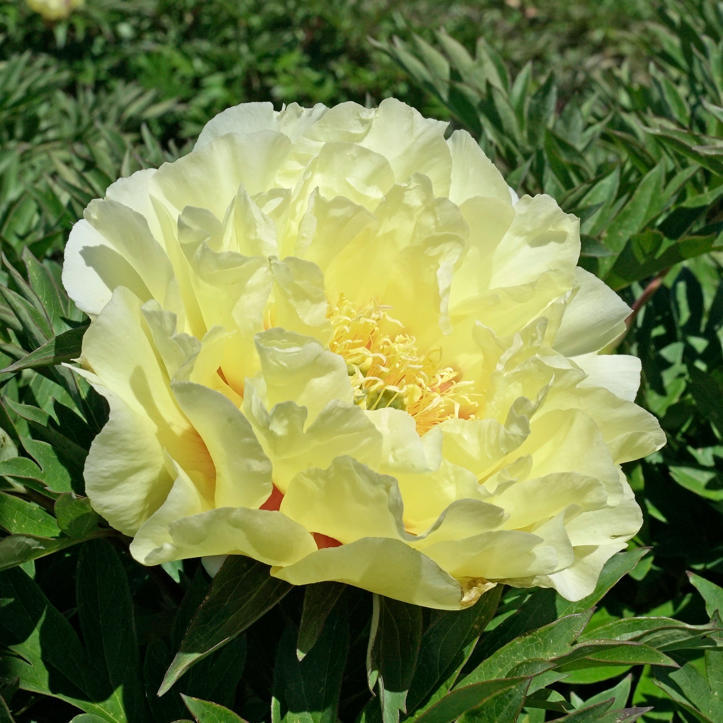 Peony Garden Treasure (Itoh) - meerkleurige pioenroos - Fluwel
