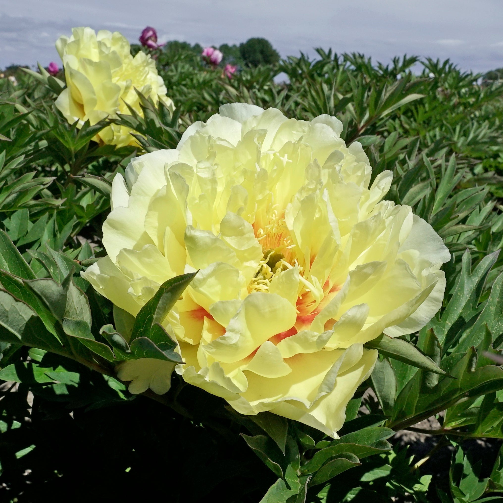 Peony Garden Treasure (Itoh) - meerkleurige pioenroos - Fluwel