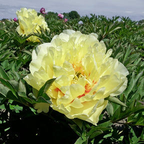 Peony Garden Treasure (Itoh) - Peonies - Fluwel