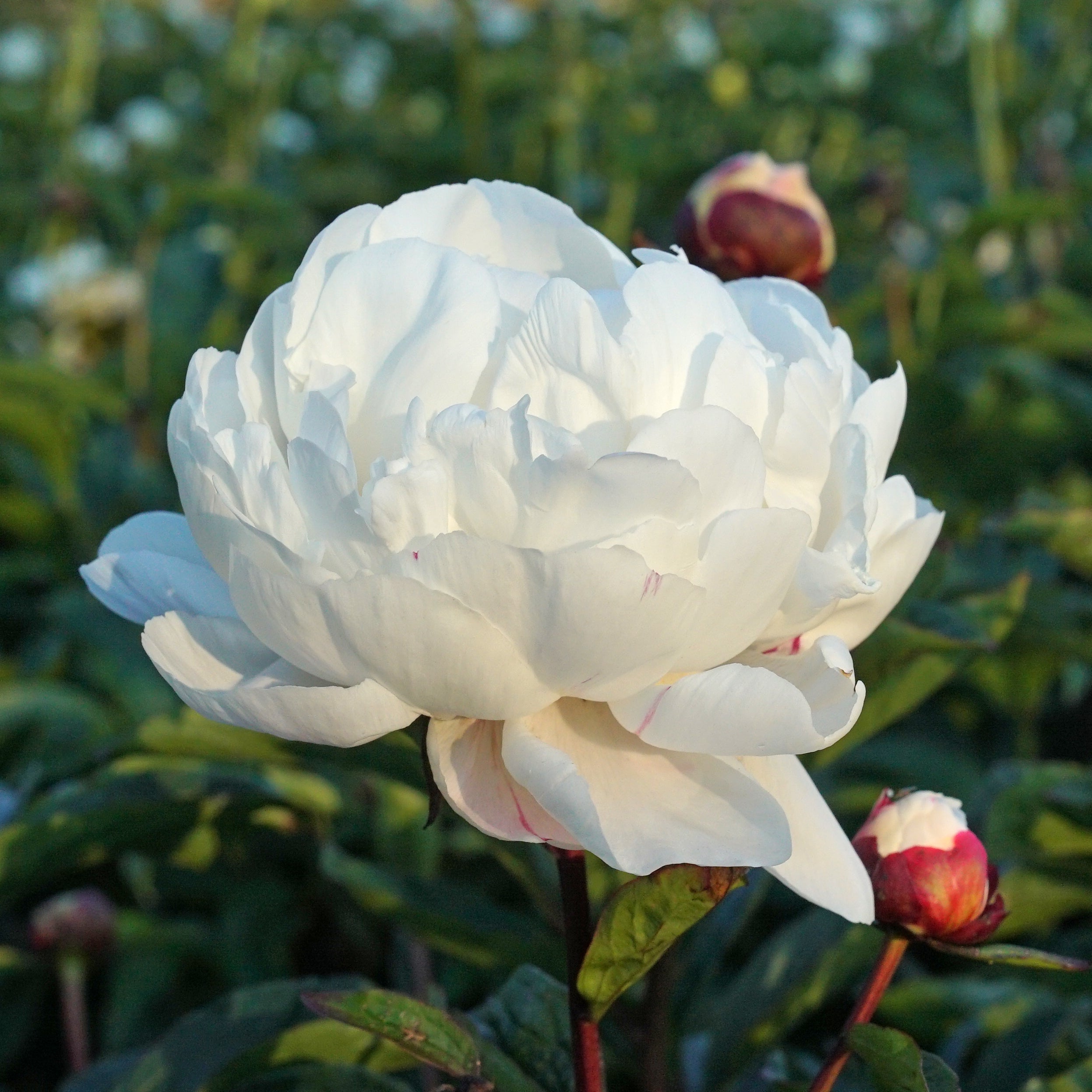 Peony Gardenia - witte pioenroos - Fluwel