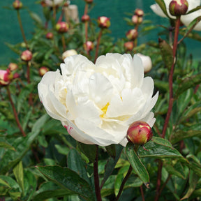 Peony Gardenia - Peonies - Fluwel