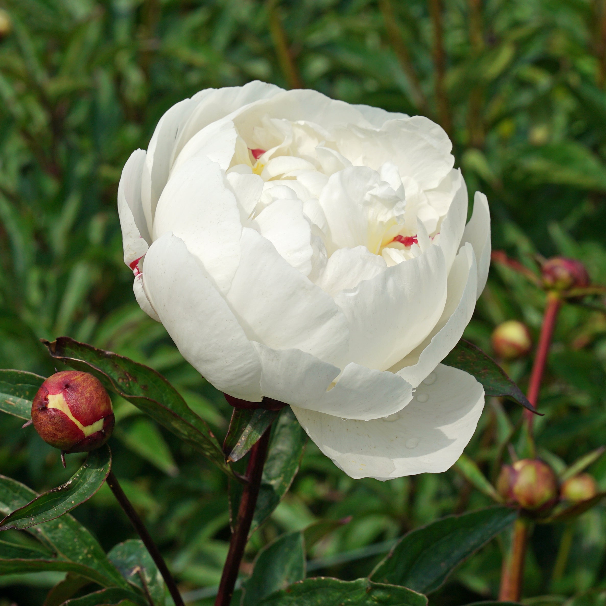 Peony Gardenia - witte pioenroos - Fluwel